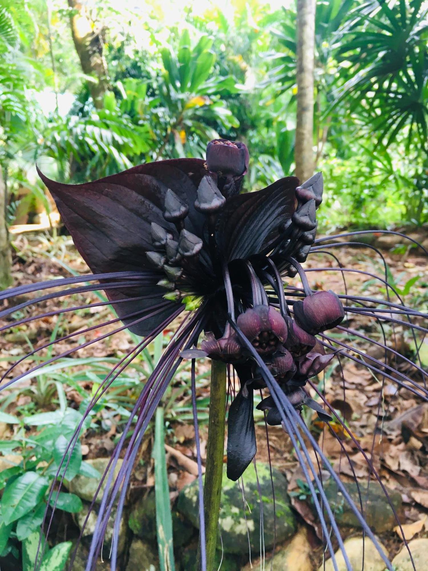 Paradise Eco Garden Китулгала Экстерьер фото