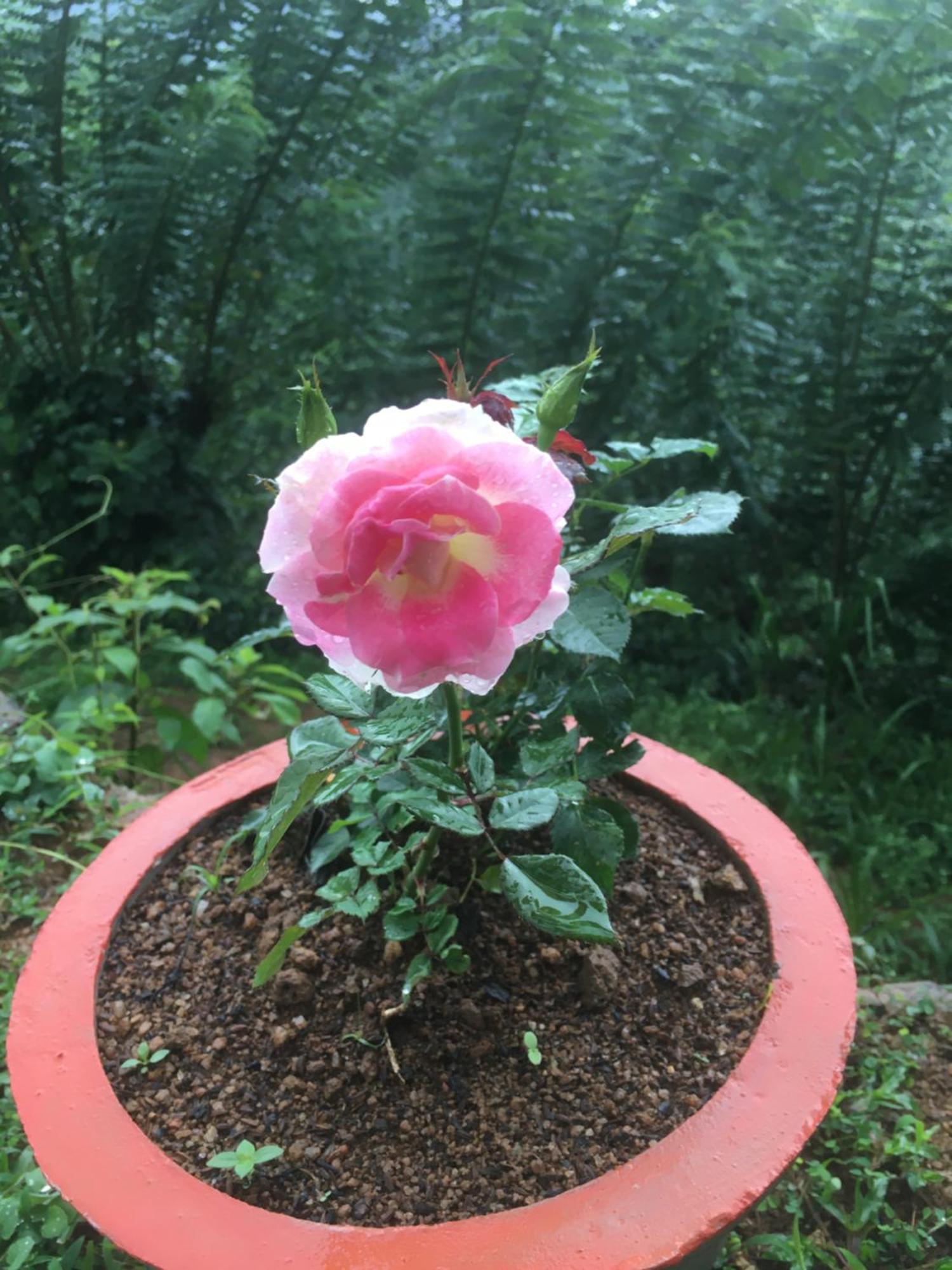 Paradise Eco Garden Китулгала Экстерьер фото