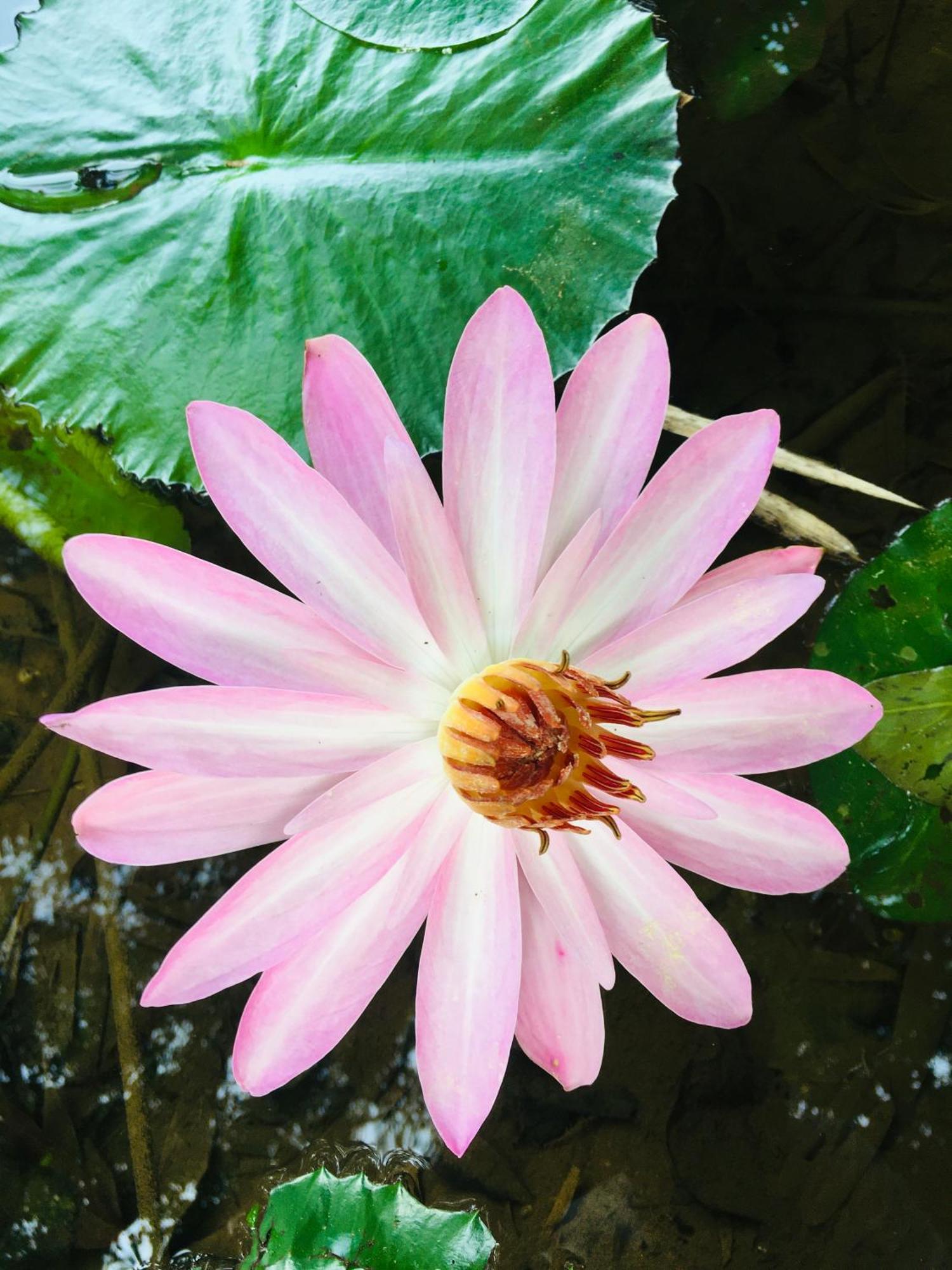 Paradise Eco Garden Китулгала Экстерьер фото