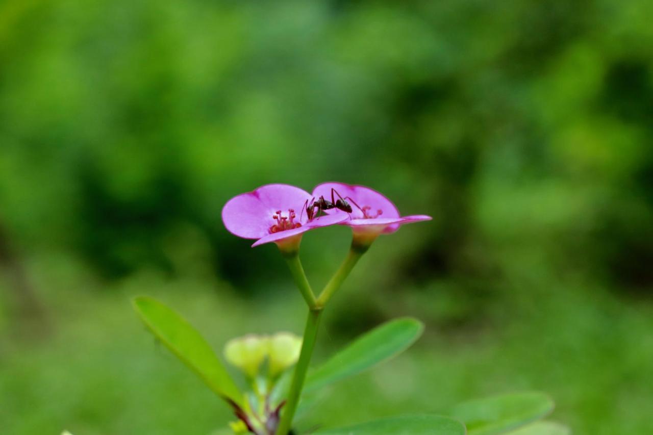 Paradise Eco Garden Китулгала Экстерьер фото