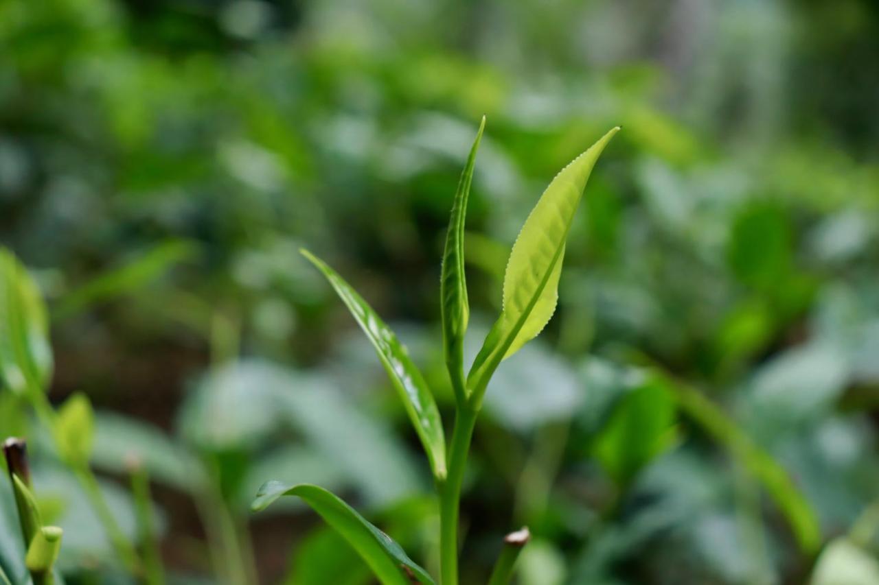 Paradise Eco Garden Китулгала Экстерьер фото