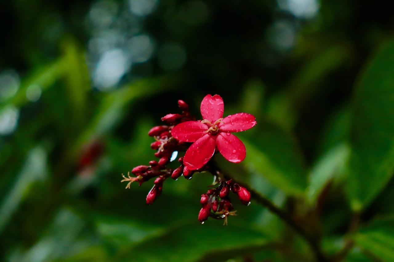 Paradise Eco Garden Китулгала Экстерьер фото