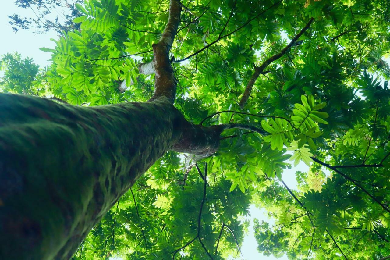 Paradise Eco Garden Китулгала Экстерьер фото