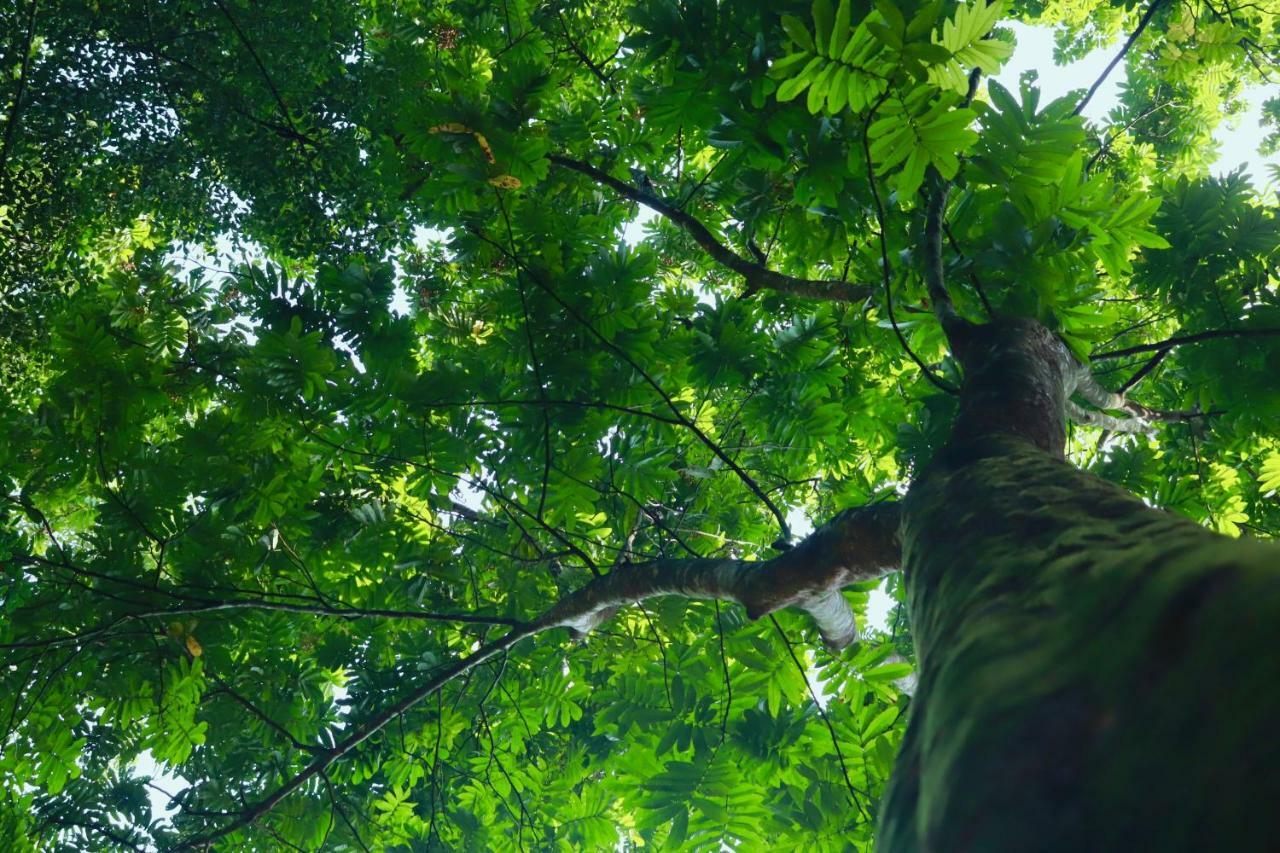 Paradise Eco Garden Китулгала Экстерьер фото